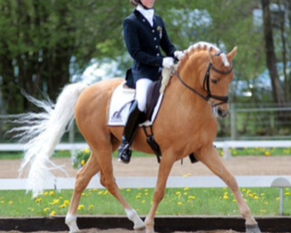 stallion Jarno (Nederlands Welsh Ridepony, 2001, from Coelenhage's Purioso)