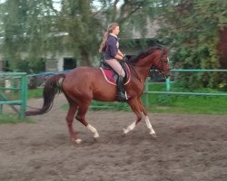 broodmare Naomi (Hanoverian, 2003, from Niclas xx)