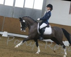 dressage horse Click Clack 2 (German Riding Pony, 1999, from Campari)