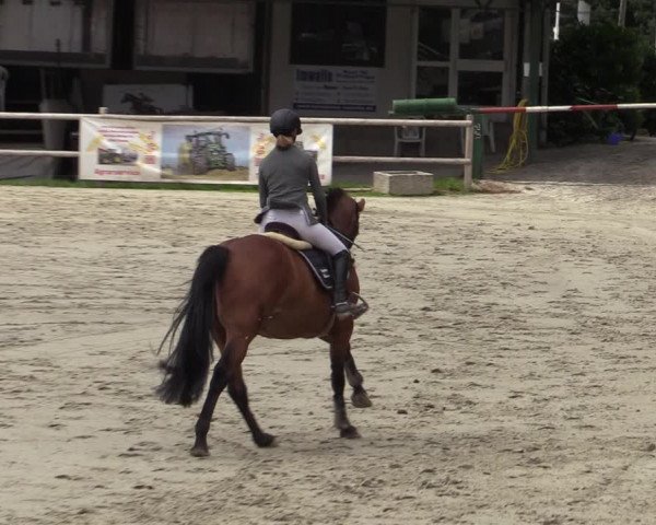 Reitturnier Vlotho-Exter 2020