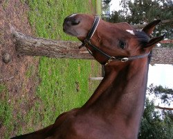 dressage horse Farouk (Hanoverian, 2006, from Fürst Heinrich)