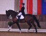 dressage horse Do It Choco (Hanoverian, 2006, from Diamond Hit)