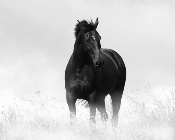 jumper Caruso (Heavy Warmblood, 2007, from Carus)