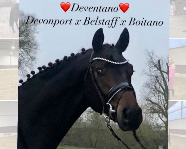 stallion Deventano (Oldenburg, 2019, from Devonport)
