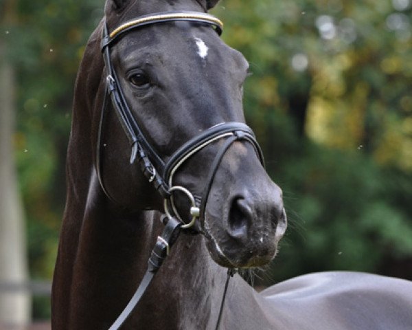 stallion Duke of Oldenburg (Oldenburg, 2004, from De Niro)