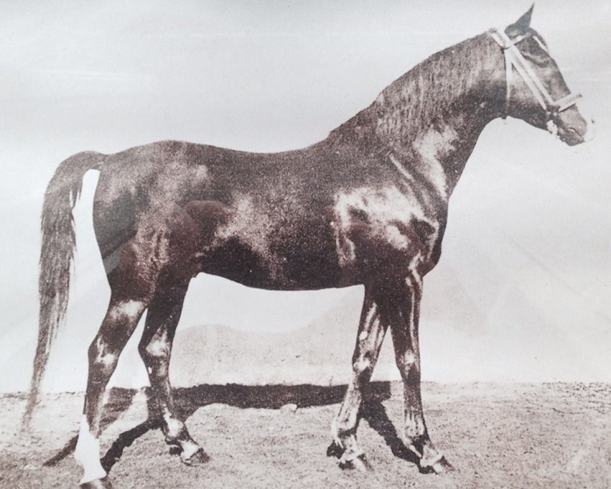 Deckhengst Hazil 1944 ox (Vollblutaraber, 1944, von Fadjer 1938 ox)