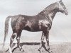 stallion Hazil 1944 ox (Arabian thoroughbred, 1944, from Fadjer 1938 ox)
