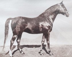 stallion Hazil 1944 ox (Arabian thoroughbred, 1944, from Fadjer 1938 ox)