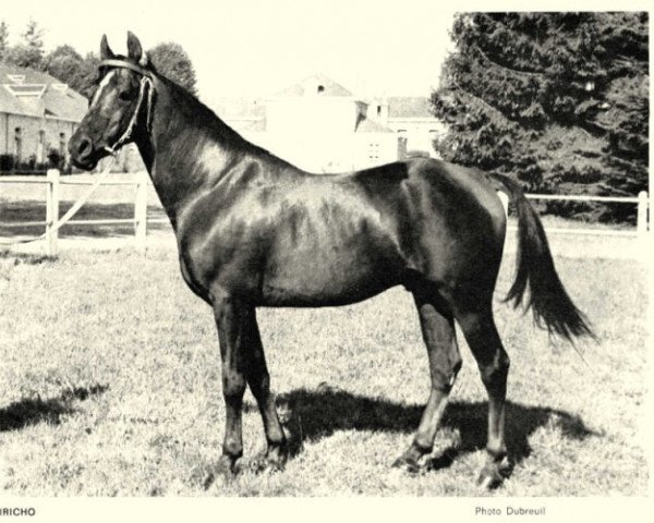 stallion Iricho ox (Arabian thoroughbred, 1959, from David ox)