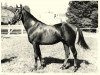 stallion Iricho ox (Arabian thoroughbred, 1959, from David ox)