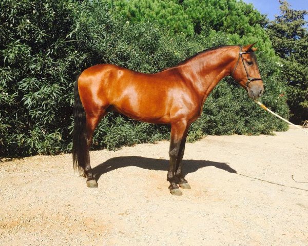 stallion CAMARON (Pura Raza Espanola (PRE), 2011)