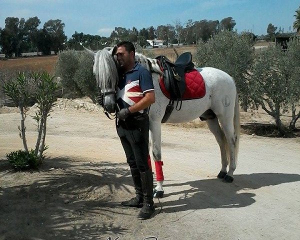 horse DUENDE CXIX (Pura Raza Espanola (PRE), 2003)