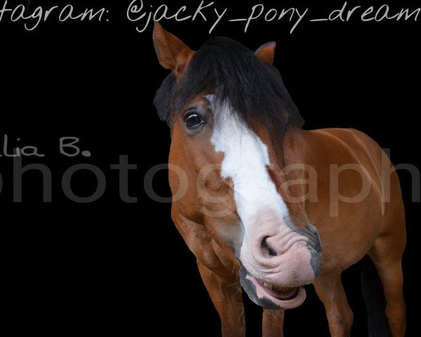 dressage horse Jack Wulfmann (Polish Pony, 2000)