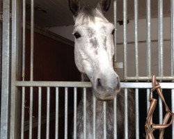 jumper Carina 521 (German Sport Horse, 2008, from Cancoon)