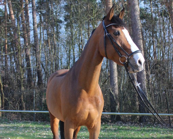 Springpferd Cassis de Gesves (Sang Belge, 2008, von Adonis)