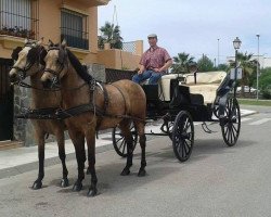 Pferd LUSITANOs (Lusitano,  )