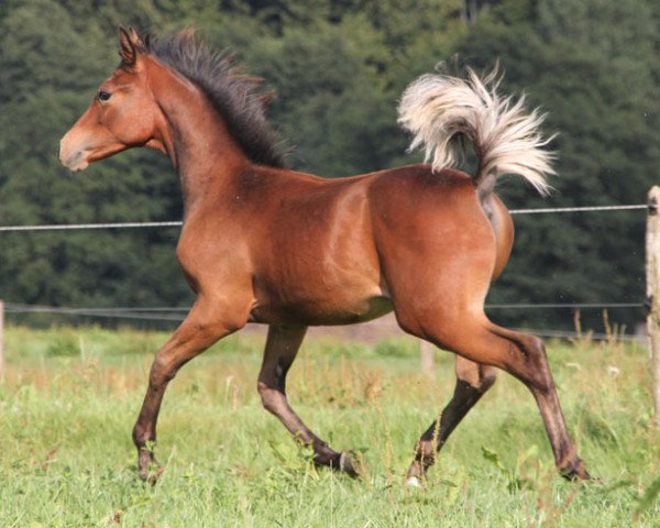 stallion Manar (Arabian thoroughbred, 2015, from Muddassir B' Mehamam)