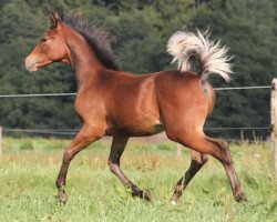 stallion Manar (Arabian thoroughbred, 2015, from Muddassir B' Mehamam)