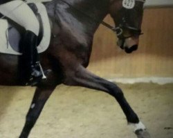 dressage horse Soulmate 7 (Oldenburg, 2006, from Smetana)