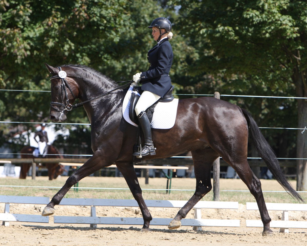 dressage horse Freddi Mac (German Sport Horse, 2011, from Famous Flamur)