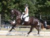 dressage horse Sandros Hit (Hanoverian, 2009, from Sandro Hit)