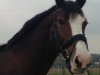 dressage horse Kalle Wirsch 2 (KWPN (Royal Dutch Sporthorse), 2004, from Patijn)