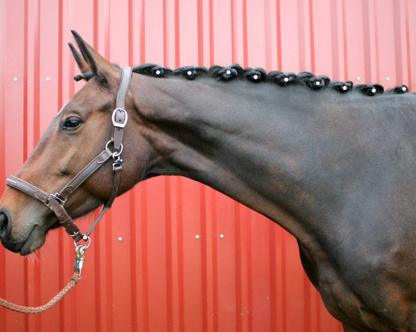 dressage horse La Vida 15 (Hanoverian, 2010, from Laurent)