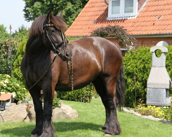 horse Donna (Schleswig Heavy Draft, 2009, from Zigeunerbaron)