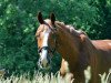 dressage horse Don Carlos 201 (Hanoverian, 2003, from Don Bosco)