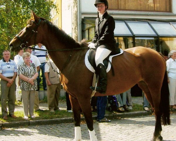 broodmare Ophea II (Trakehner, 1993, from Darß xx)