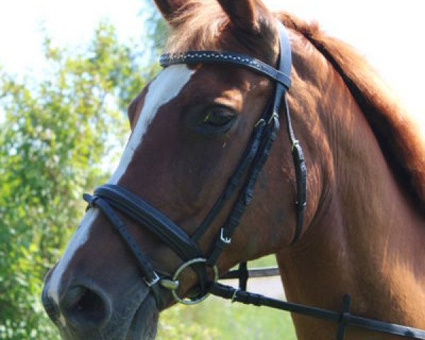 broodmare Mary Poppins III (Trakehner, 1994, from Donaumonarch)