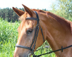 broodmare Odett III (Trakehner, 1995, from Parforce)