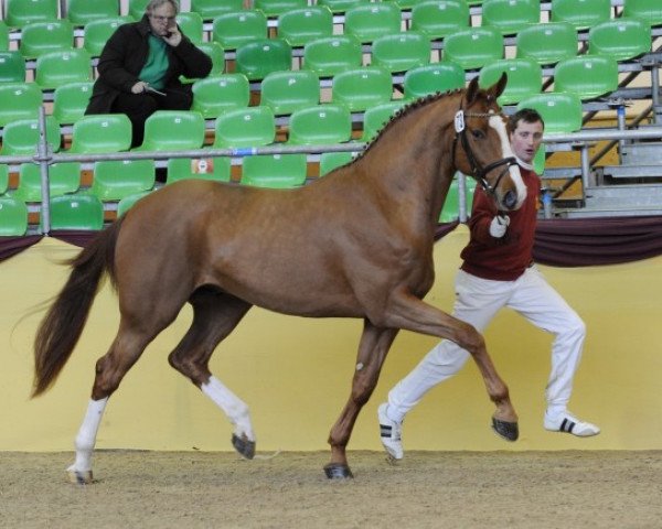 stallion Couleur Royal (Oldenburg, 2007, from Couleur Rouge)