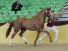 stallion Couleur Royal (Oldenburg, 2007, from Couleur Rouge)