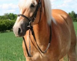 broodmare Mama-Mia (Haflinger, 1998, from Mikado)