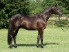 stallion Alter Adel (Trakehner, 2013, from E.H. Millennium)