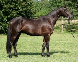 stallion Alter Adel (Trakehner, 2013, from E.H. Millennium)