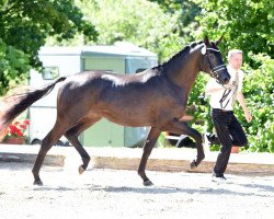 Dressurpferd Helium (Trakehner, 2013, von E.H. Millennium)