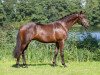 Dressurpferd Sir Samoa (Trakehner, 2013, von E.H. Millennium)