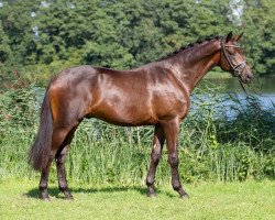 Dressurpferd Sir Samoa (Trakehner, 2013, von E.H. Millennium)