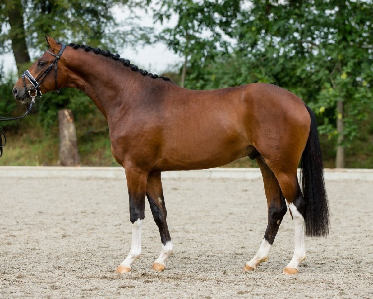 Pferd First Choice 37 (Trakehner, 2013, von Lossow)