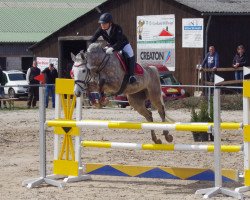 broodmare Quidam's Quiphenia (Hanoverian, 2007, from Quidam's Rubin)