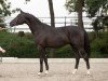 dressage horse Kaiser Kamillo (Trakehner, 2013, from Iskander)