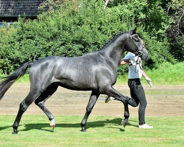 dressage horse Haffzauber (Trakehner, 2013, from Imhotep)