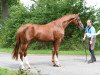 dressage horse Edmonton (Trakehner, 2013, from Horalas)