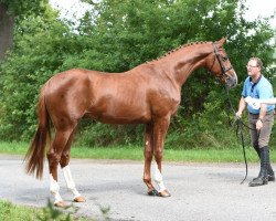 dressage horse Edmonton (Trakehner, 2013, from Horalas)