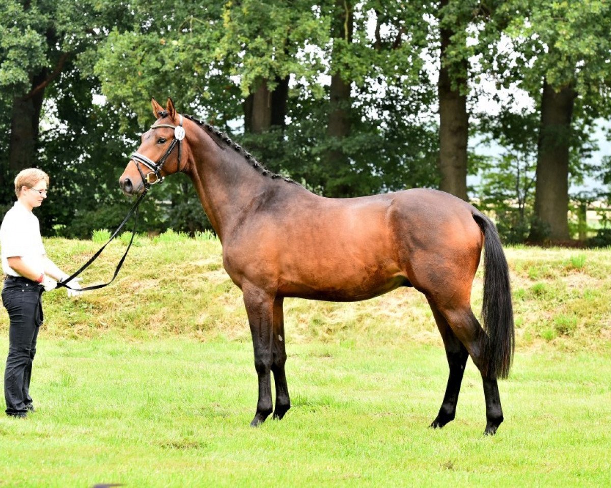 Dressurpferd Karolus Magnus (Trakehner, 2013, von Hofrat)