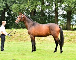 dressage horse Karolus Magnus (Trakehner, 2013, from Hofrat)