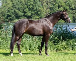 dressage horse Sonos 2 (Trakehner, 2013, from Herakles TSF)