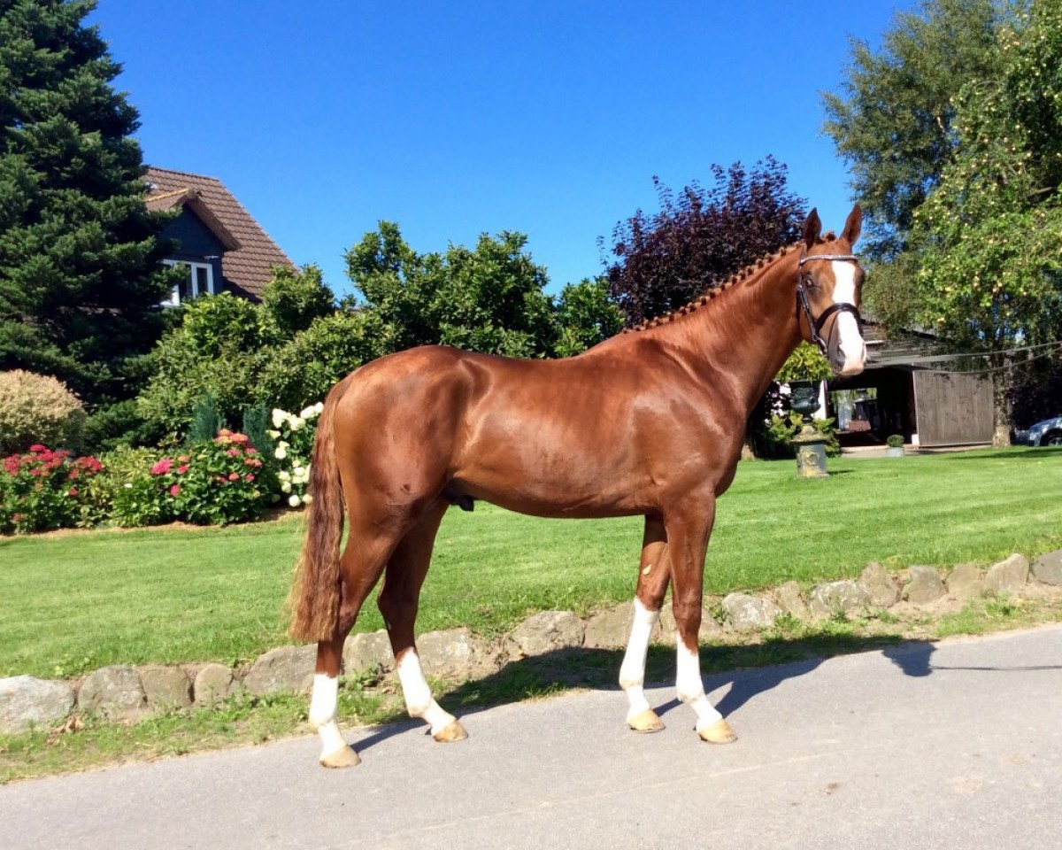 Deckhengst Pokerface (Trakehner, 2013, von Elfado)